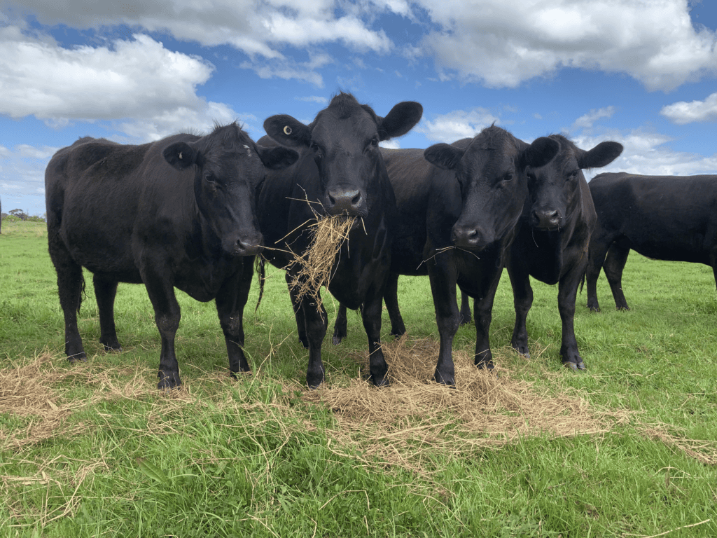 Young animals at Tablelands Pastoral