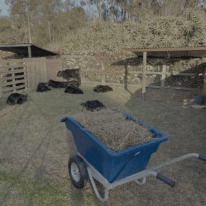 2 Wheel Tipping Wheelbarrow 250L - Image 2